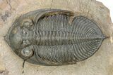 Gorgeous Zlichovaspis Trilobite - Orange Eyes #301714-2